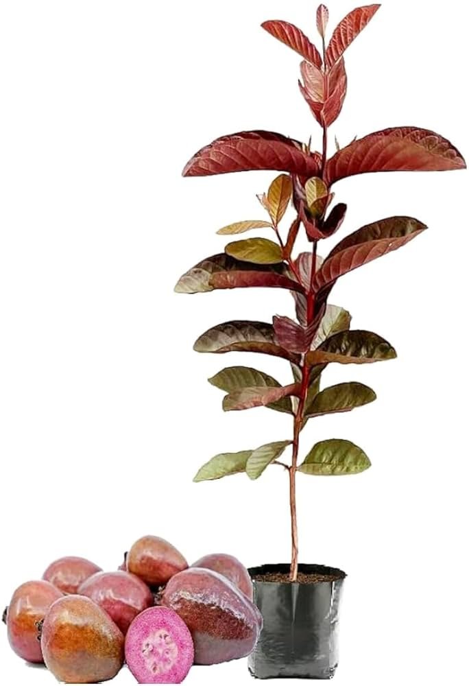 Black Guava (કાળો જામફળ)